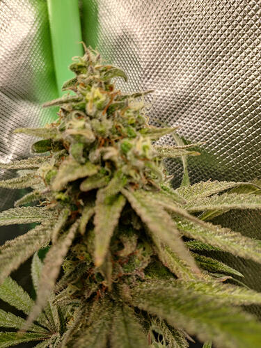 Growreport Bild 14
