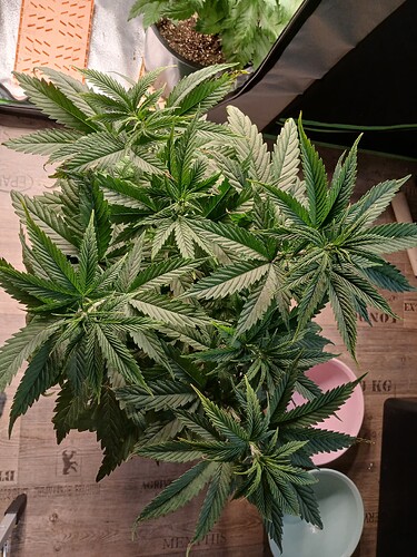 Growreport Bild 6