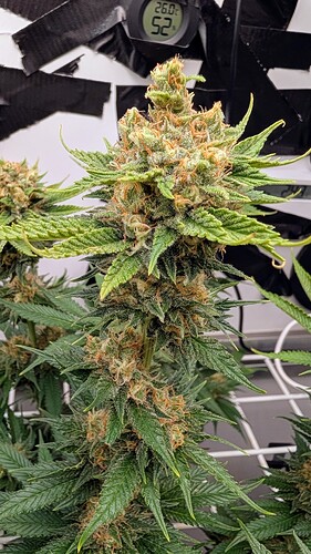 Growreport Bild 1