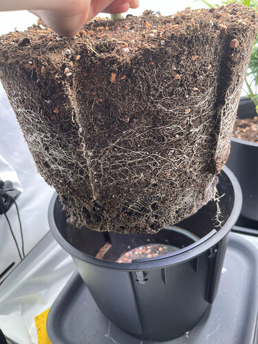 Growreport Bild 32