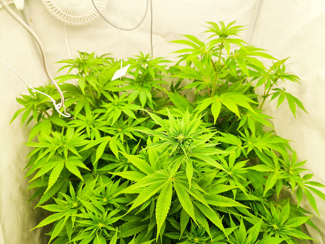 Growreport Bild 2