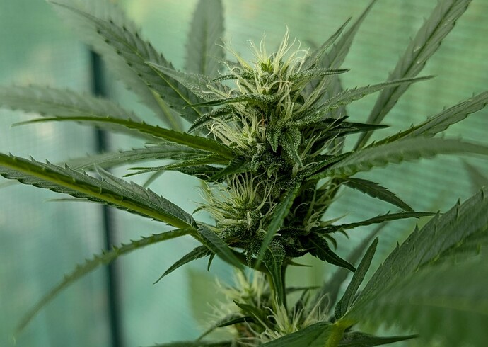 White Widow W11 27.07.24