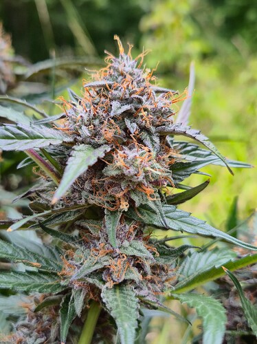 Growreport Bild 27