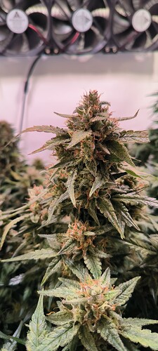 Growreport Bild 18