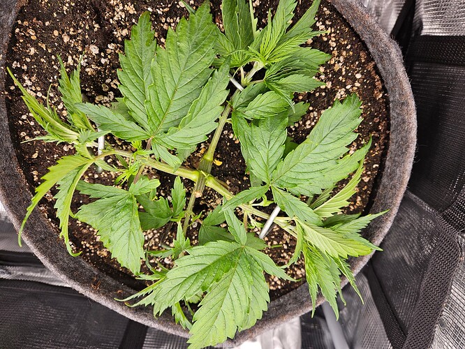 Growreport Bild 8