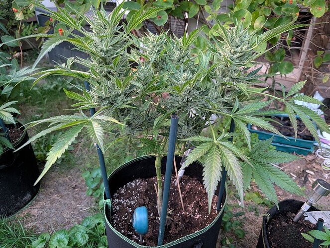 Growreport Bild 5