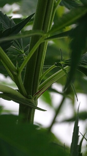 Growreport Bild 7