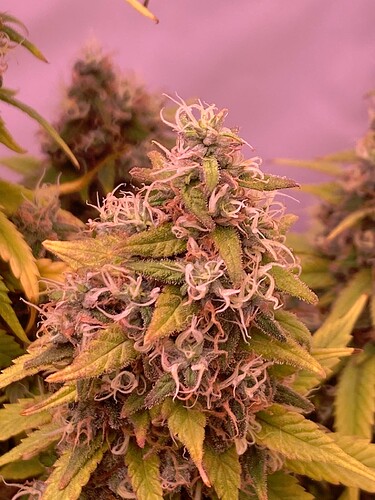 Growreport Bild 5