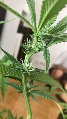 Nahaufnahme eines Cannabis-Stängels mit jungen Blütenansätzen und Blättern.