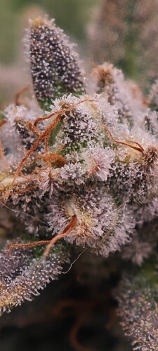 Growreport Bild 29