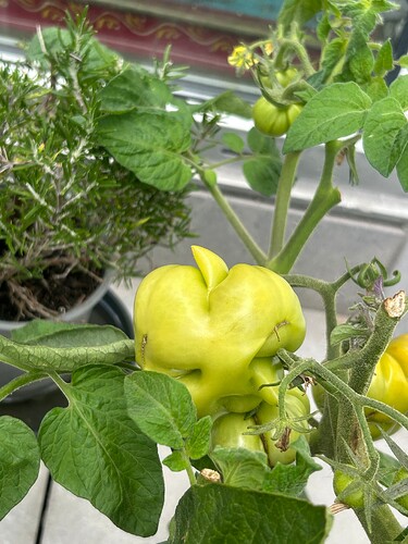 Growreport Bild 3