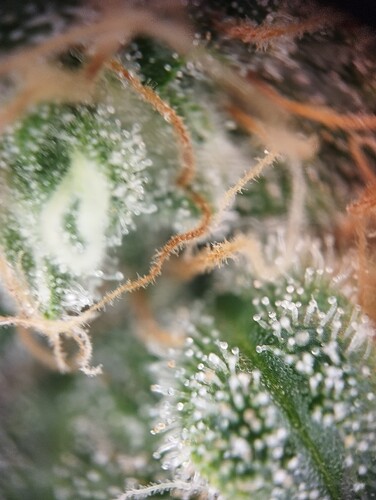 Growreport Bild 43