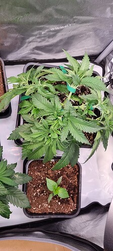 Growreport Bild 11
