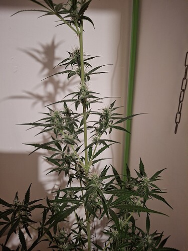 Growreport Bild 194
