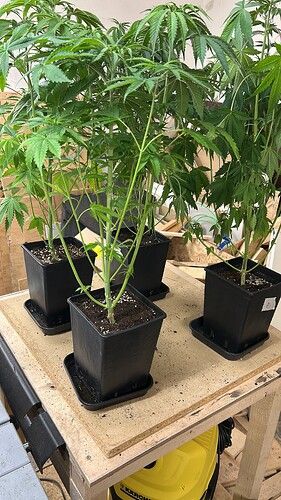 Growreport Bild 35