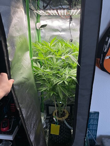 Growreport Bild 1