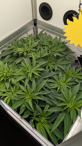 Growreport Bild 4