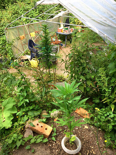 Grow26_0714_18