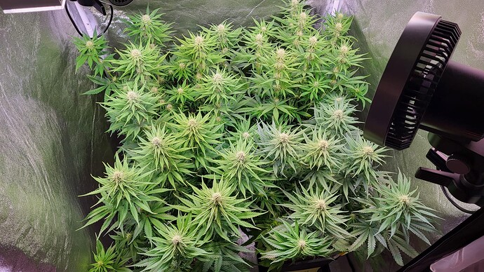 Growreport Bild 4