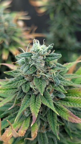 Growreport Bild 10