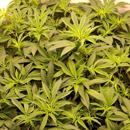 Growreport Bild 2