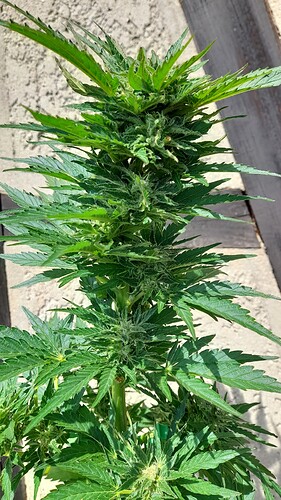 Growreport Bild 12