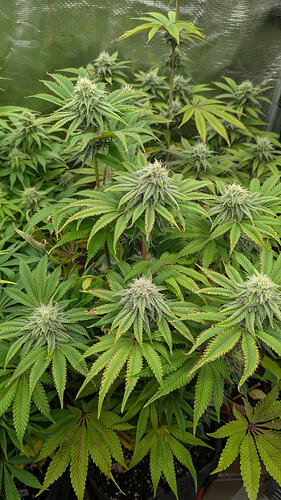 Mehrere Cannabis-Pflanzen in der Blütephase, mit dichten Blütenständen und breiten Blättern, die Anzeichen von Nährstoffmangel zeigen.