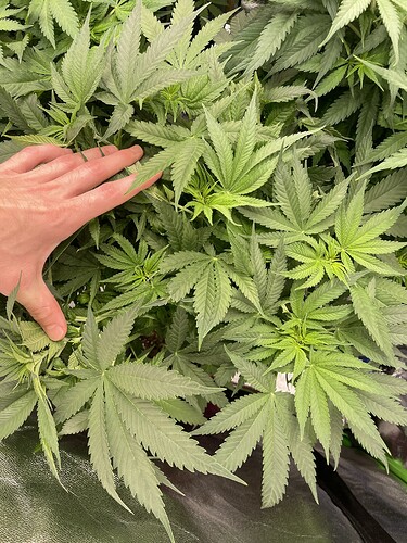Growreport Bild 5