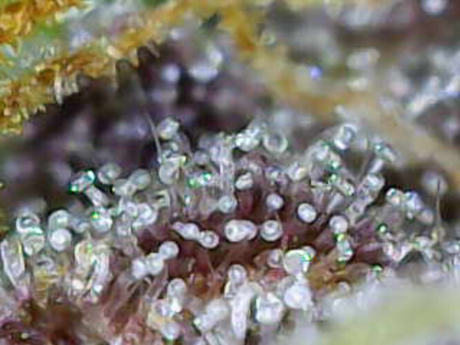 Image_2025-01-07 16_36_30_889