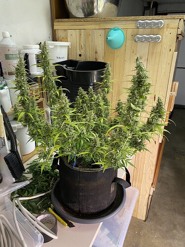Growreport Bild 56