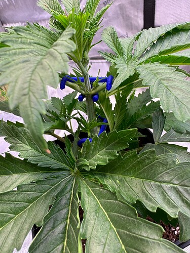 Growreport Bild 16