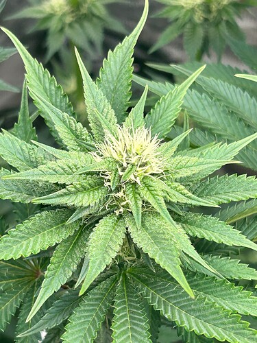 Growreport Bild 3