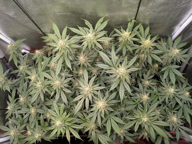 Growreport Bild 3