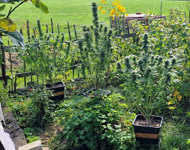 Growreport Bild 14