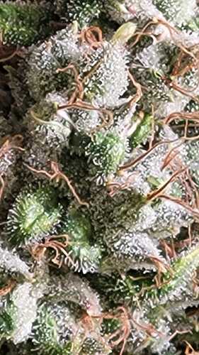 Growreport Bild 3