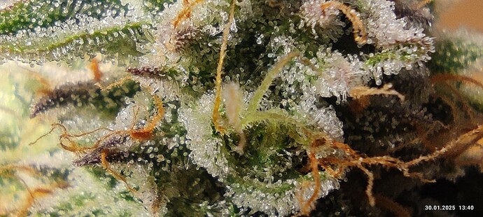 Growreport Bild 22