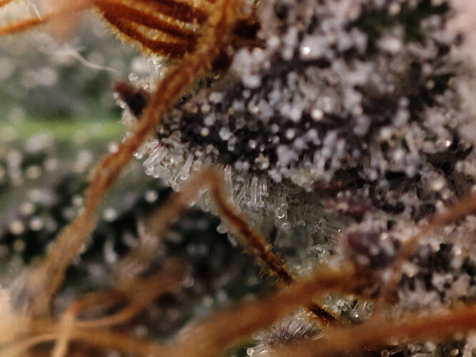 Growreport Bild 96
