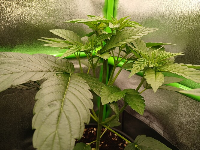 Growreport Bild 3