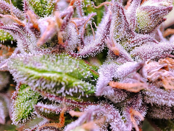 Growreport Bild 35