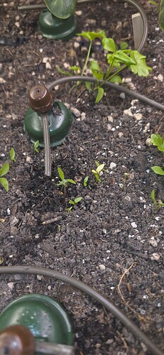 Growreport Bild 6