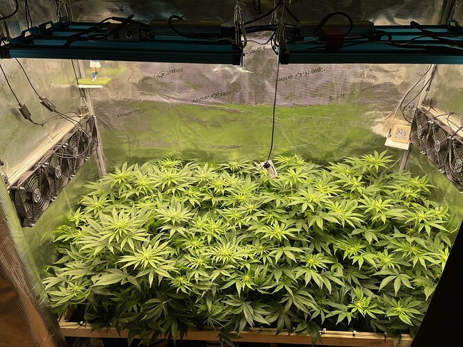 Eine Growbox mit vielen jungen Cannabispflanzen, die dicht beieinander stehen und unter einer LED-Lampe wachsen. Lüfter sind an den Seitenwänden montiert.