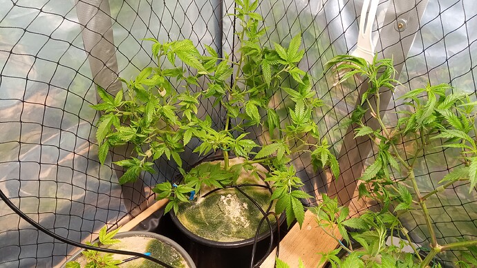 Growreport Bild 6