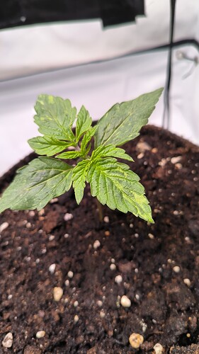 Growreport Bild 12
