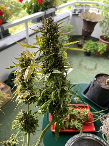 Growreport Bild 25