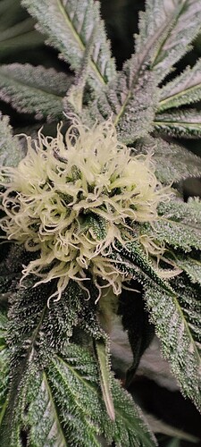 Growreport Bild 5