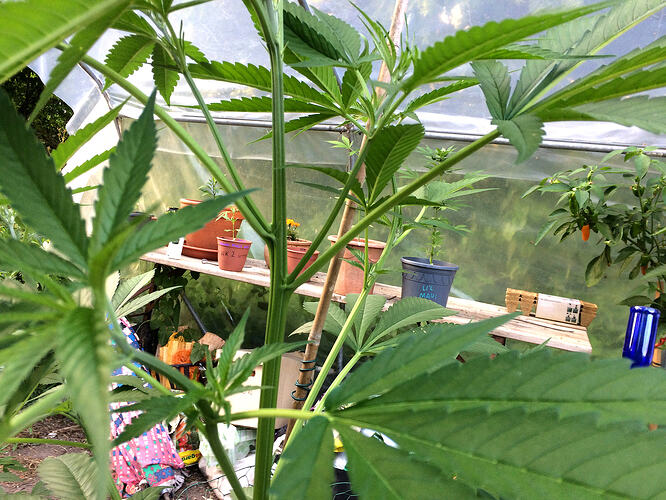 Grow26071207