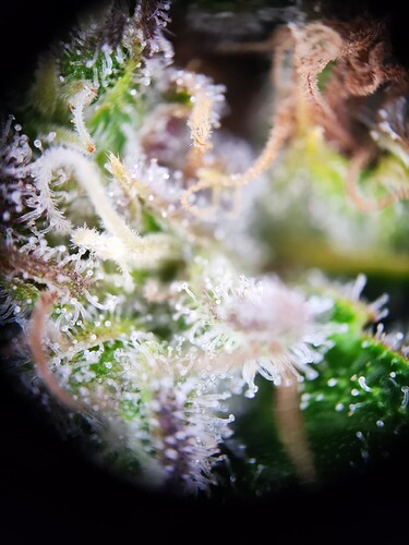 Growreport Bild 5