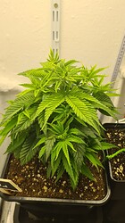 Growreport Bild 15
