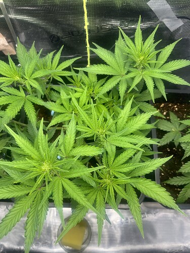 Growreport Bild 7