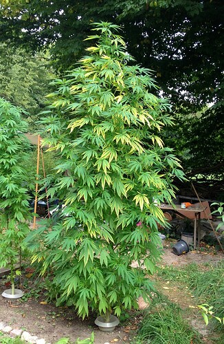 Grow25_0901_05